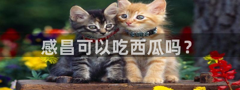 cggolive吃瓜网:感昌可以吃西瓜吗?